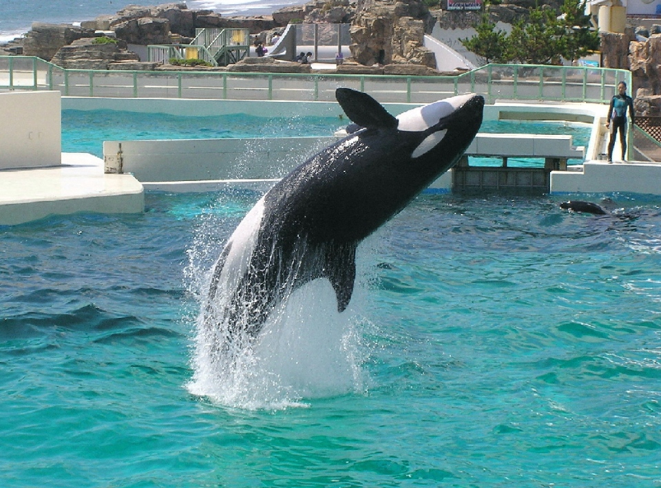 SeaWorld-2