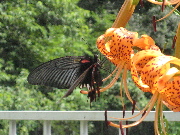 Flower & Butterfly