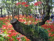 Cluster Amaryllis